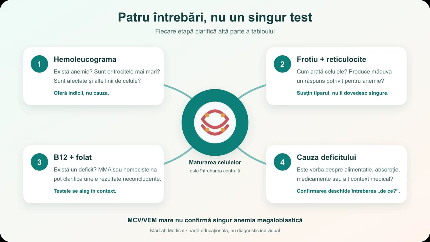 Diagramă în patru pași despre hemoleucogramă, frotiu și reticulocite, vitamina B12 și folat, apoi cauza deficitului