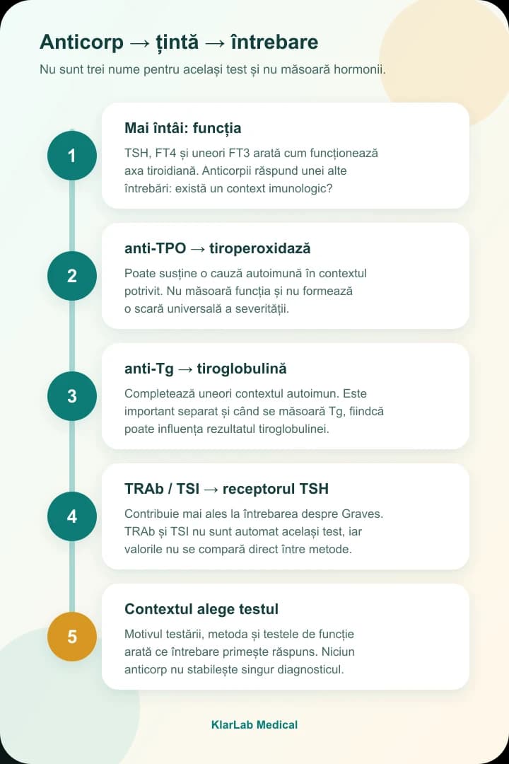 Hartă verticală care leagă anti-TPO, anti-Tg și TRAb de ținta biologică și întrebarea clinică generală