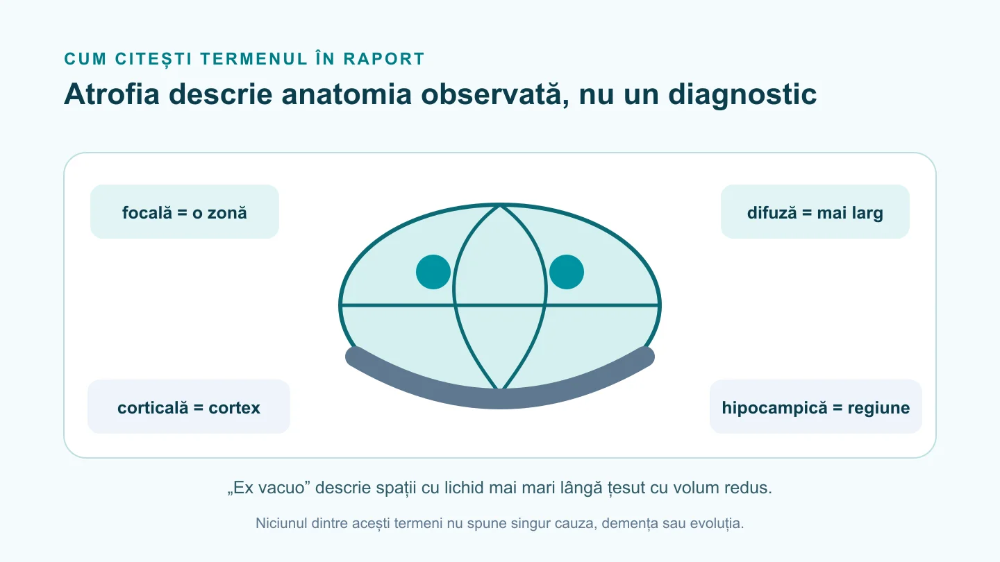 Diagramă care leagă atrofia cerebrală de distribuție, comparație în timp și context clinic, fără a o prezenta ca diagnostic.