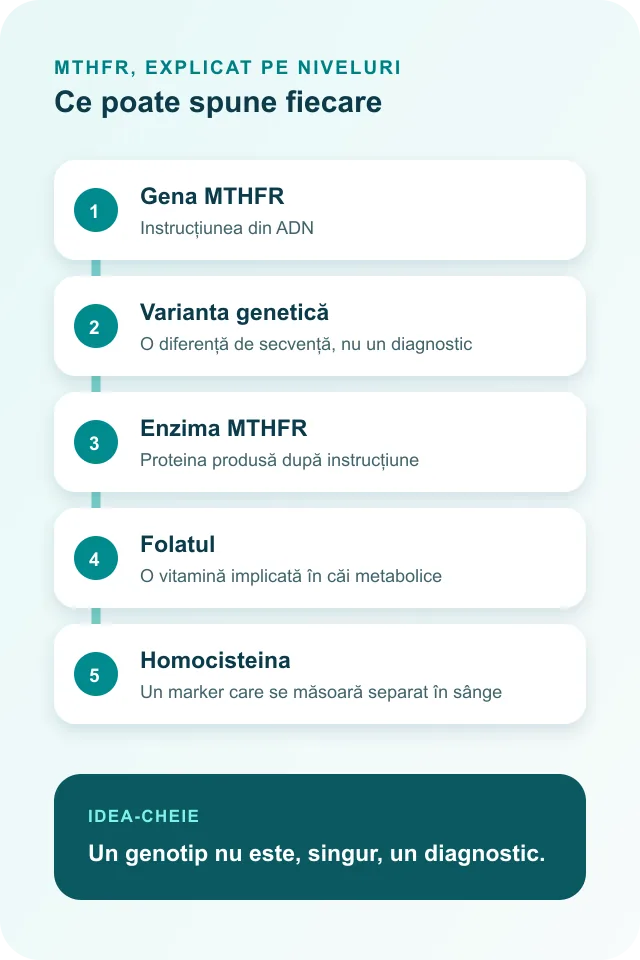 Diagramă în cinci pași: gena MTHFR, varianta genetică, enzima MTHFR, folatul și homocisteina