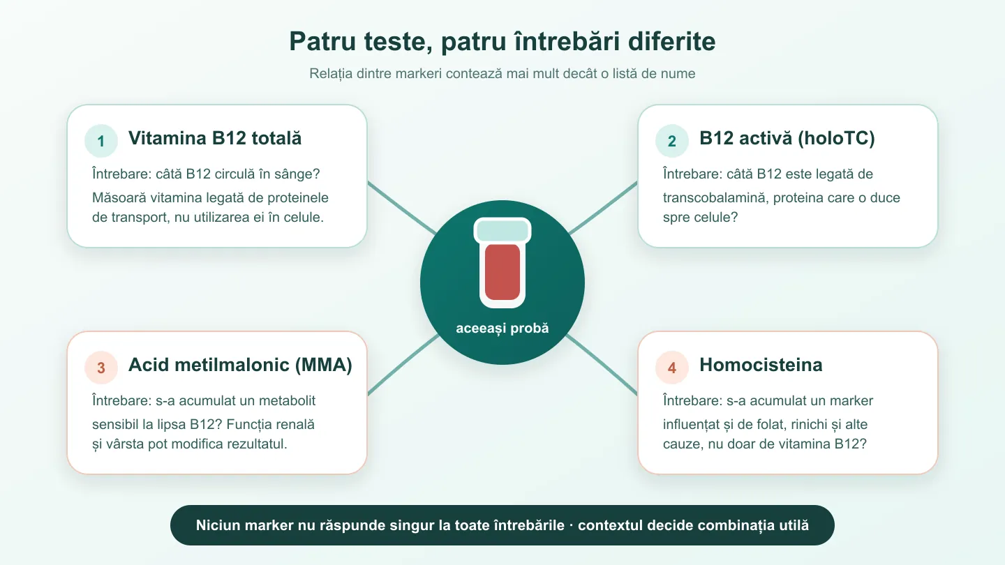 Diagramă care leagă aceeași probă de sânge de B12 totală, B12 activă, acid metilmalonic și homocisteină, fiecare cu întrebarea și limita sa